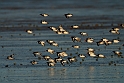 Oystercatcher - I